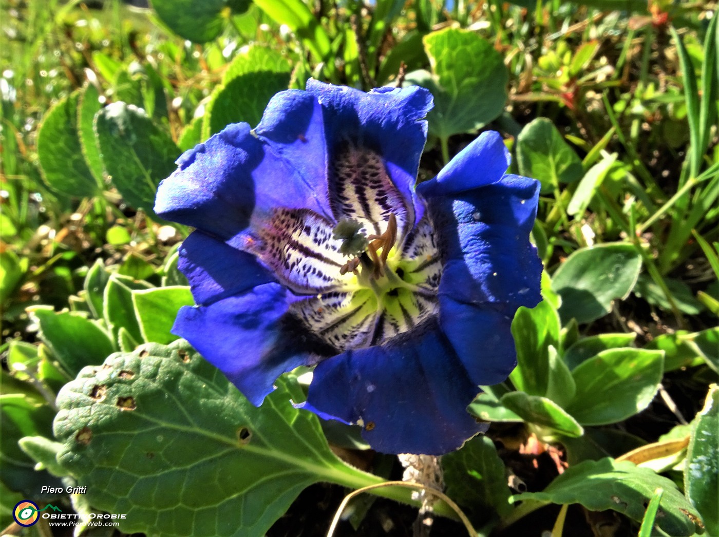 34 Genziana di Clusius (Gentiana clusii).JPG